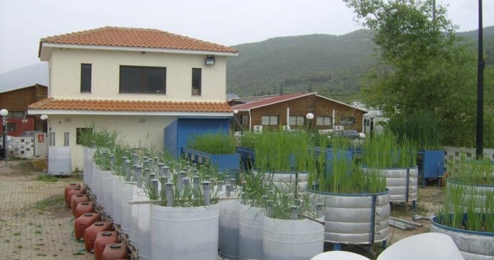 Καθαρό νερό από τεχνητούς υγρότοπους